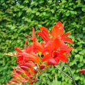 Crocosmia masoniorum 'Orangerot'